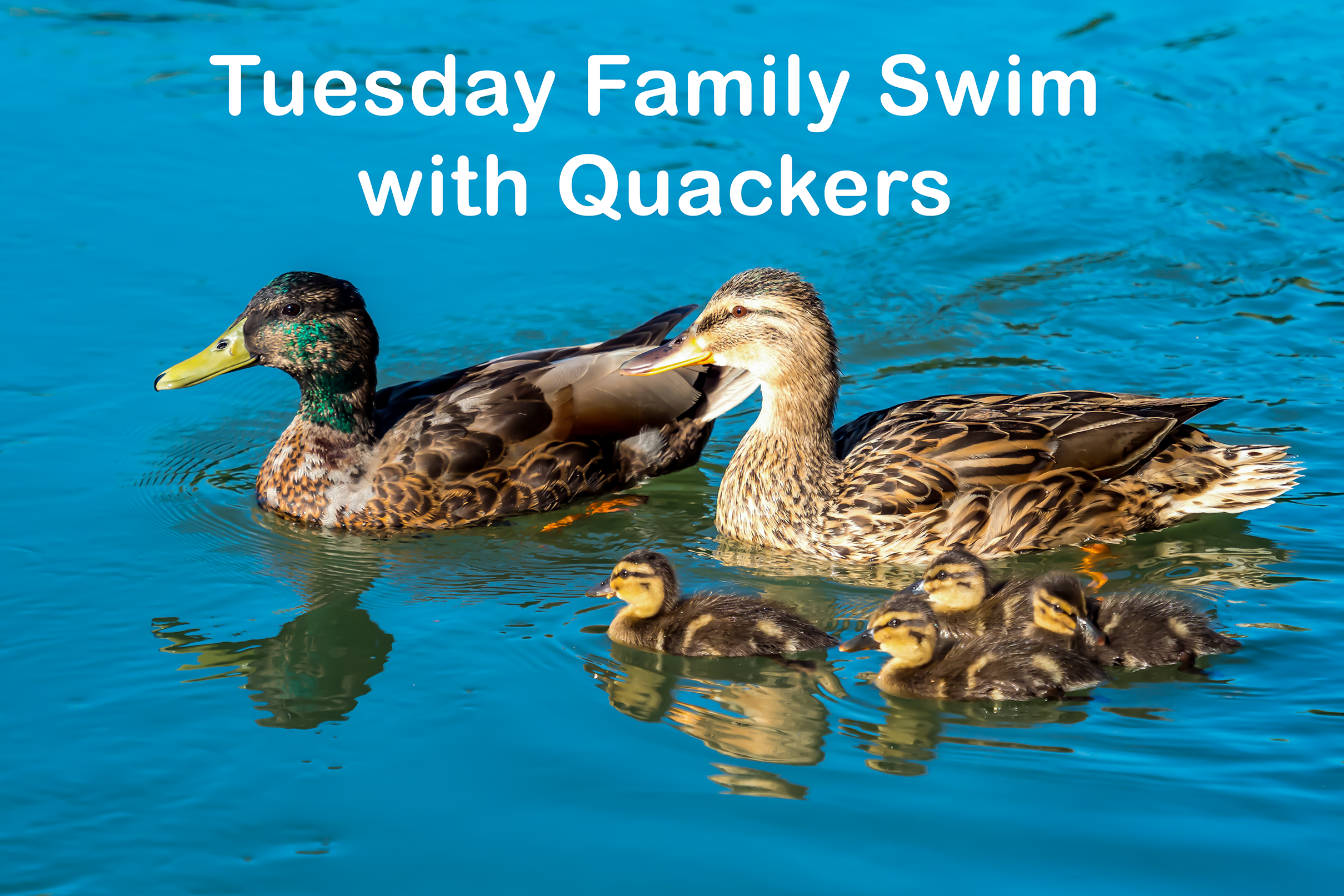 QSS Family Swim